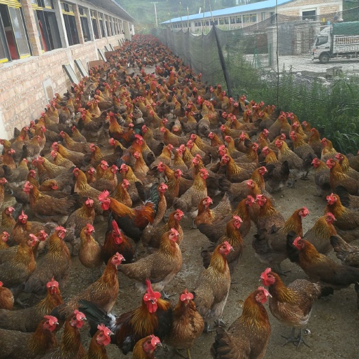 平塘县鸡肉类 新鲜