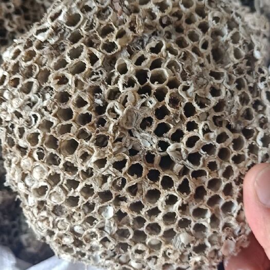 安国市蜂房中药材蜂房 软蜂房（还经营各种中药材）