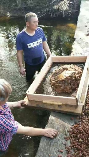 桃树种子  毛桃种子 桃胡 桃树苗批发价格便宜
