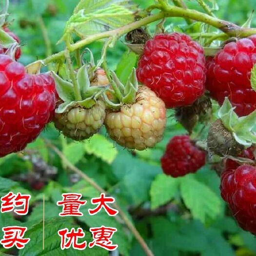 尚志市红树莓苗  树莓苗 占地树莓苗 量大联系 浩海浆果