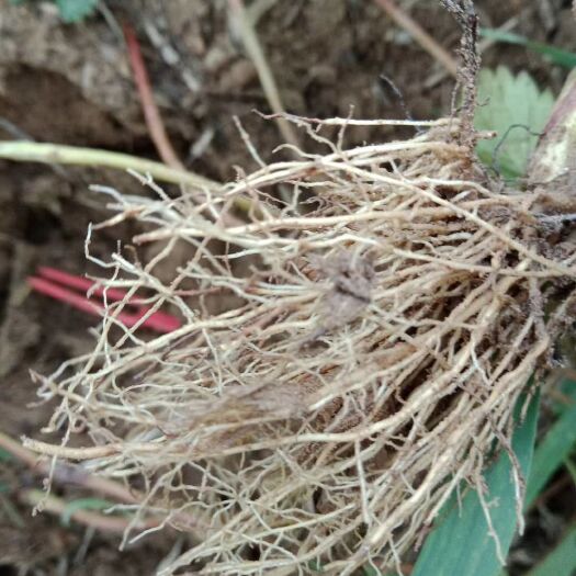 平度市 白雪公主白草莓苗。苗壮健康，成活率高，果型周正糖度高