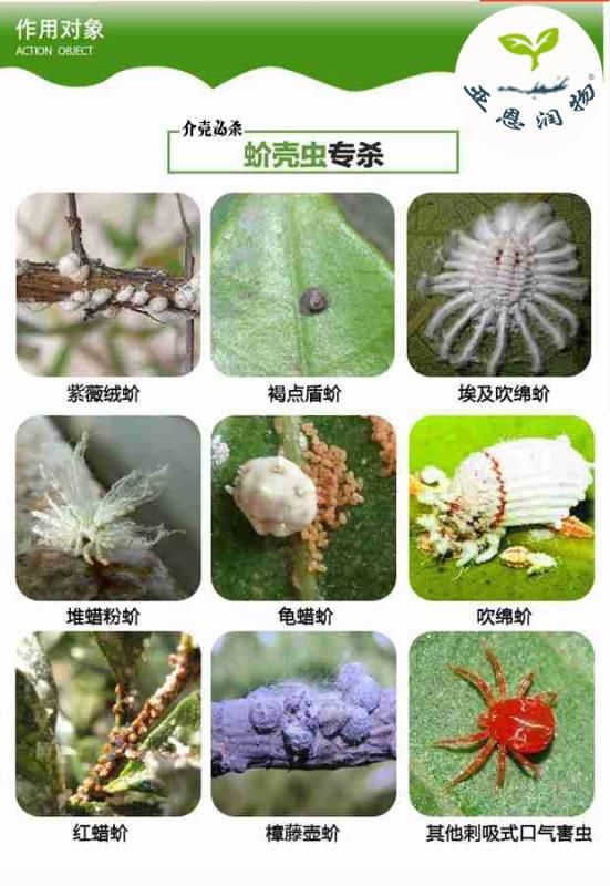 18%吡虫噻嗪酮柑橘.柿树介花卉壳虫内杀虫效果好
