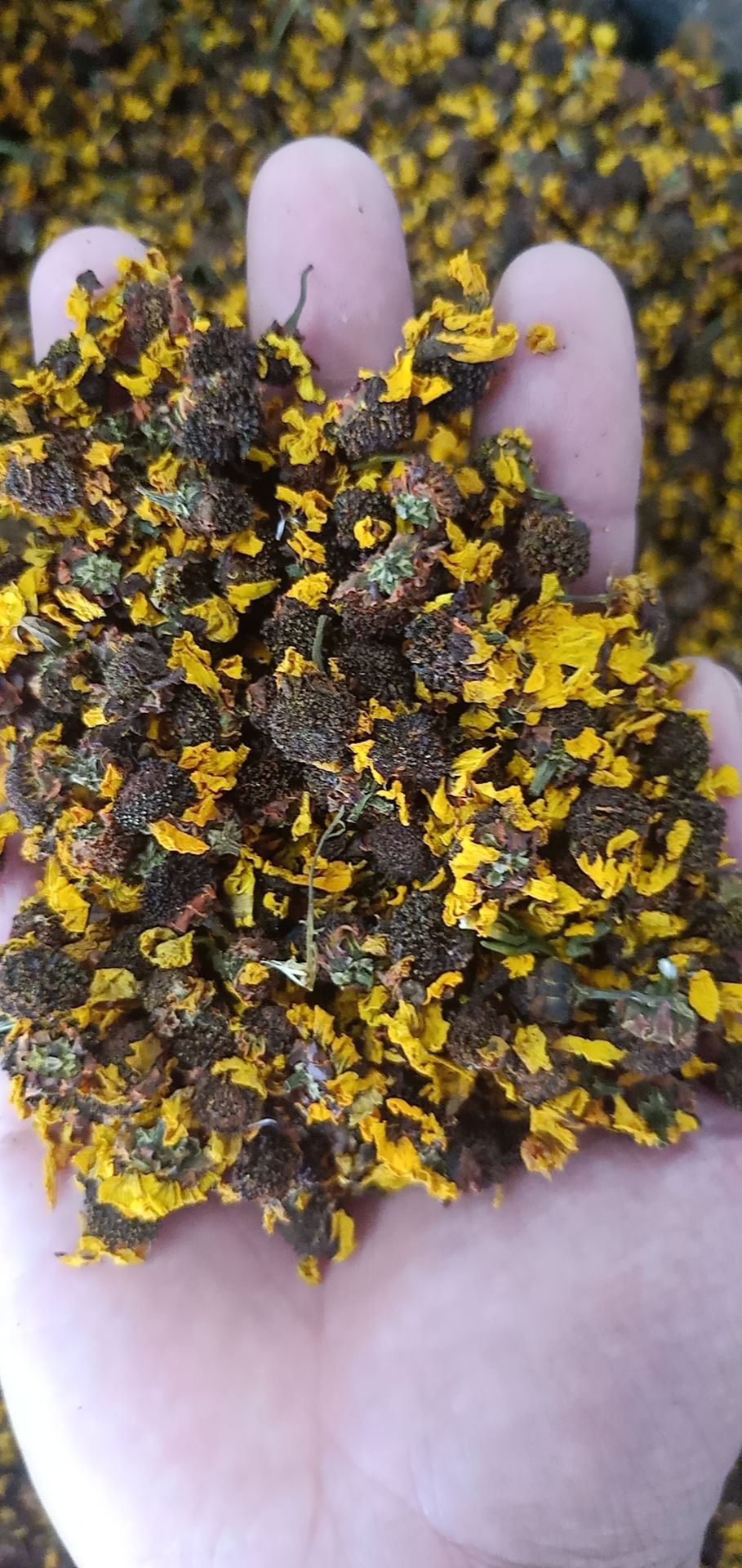 昆侖雪菊花茶昆侖雪菊，各種花茶齊全