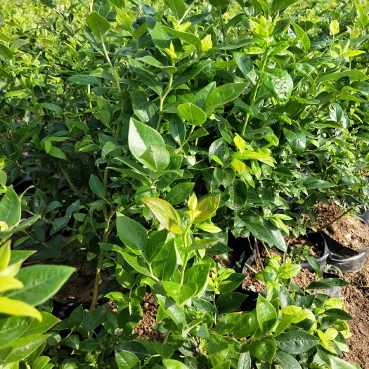 连云港 薄雾蓝莓苗