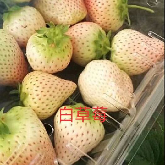 泰安小白草莓苗 地栽苗 20~30公分