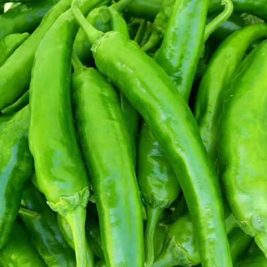夏邑县牛角椒 牛角尖椒