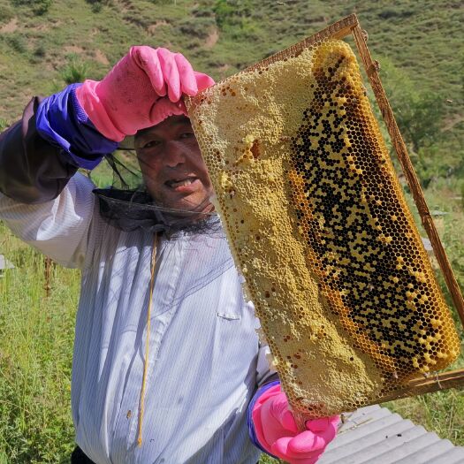 陇西县 中华土蜂蜜 土蜂蜜 生蜜 熟蜜