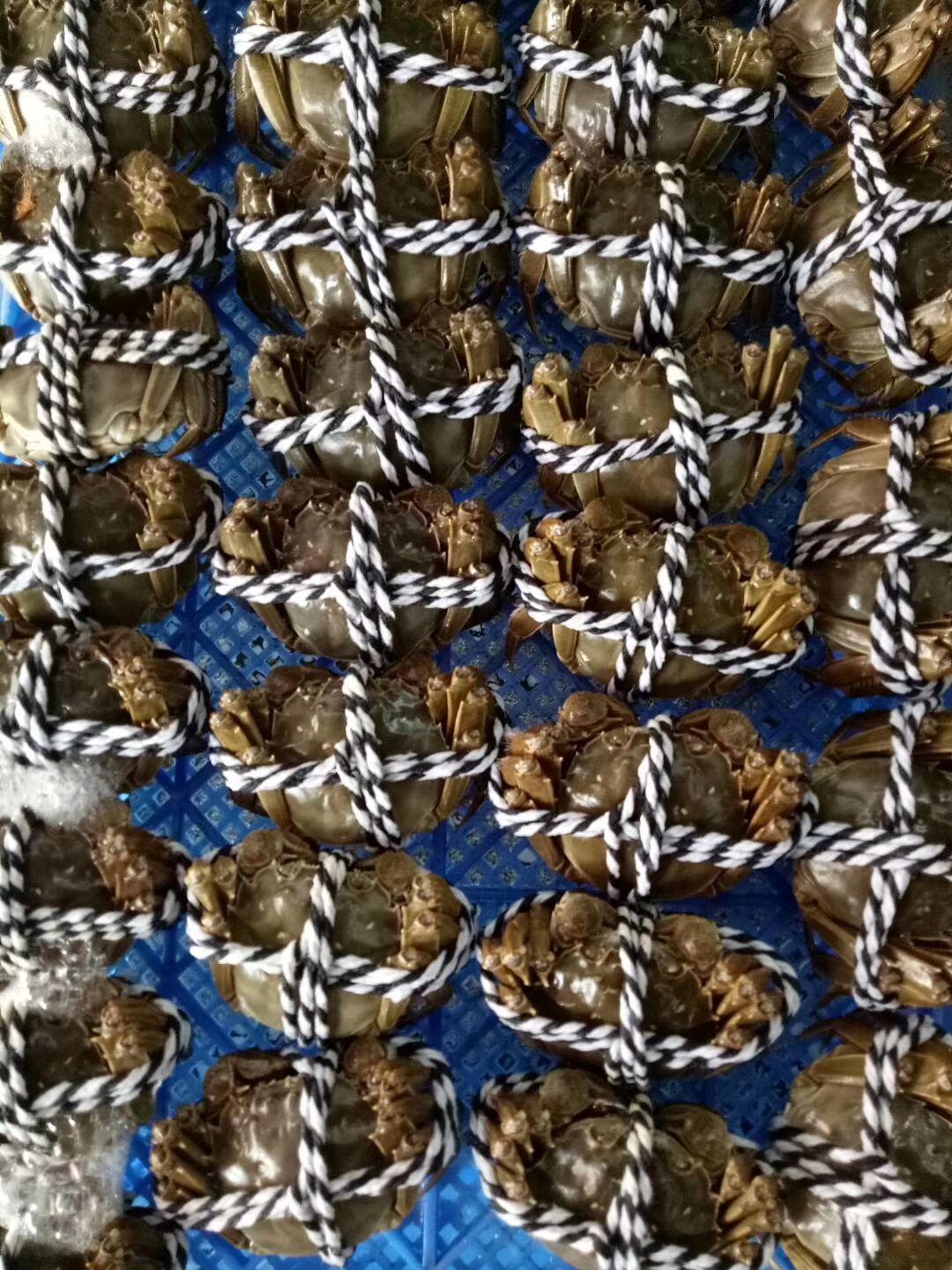泗阳县 大闸蟹，大量批发，精品礼盒