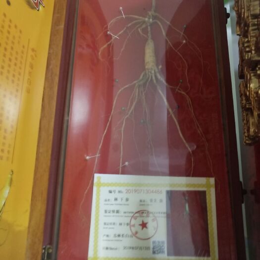 长白县 东北人参