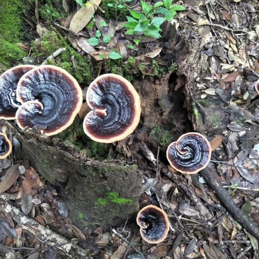龙泉市黑灵芝菌种特级种林下生态种植