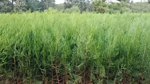 莒南县圆枝侧柏 绿化苗木
