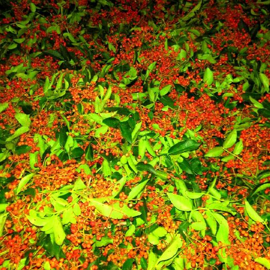 济南 莱芜花椒，自家种植，干花椒