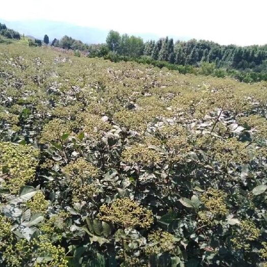 武冈市吴茱萸 
