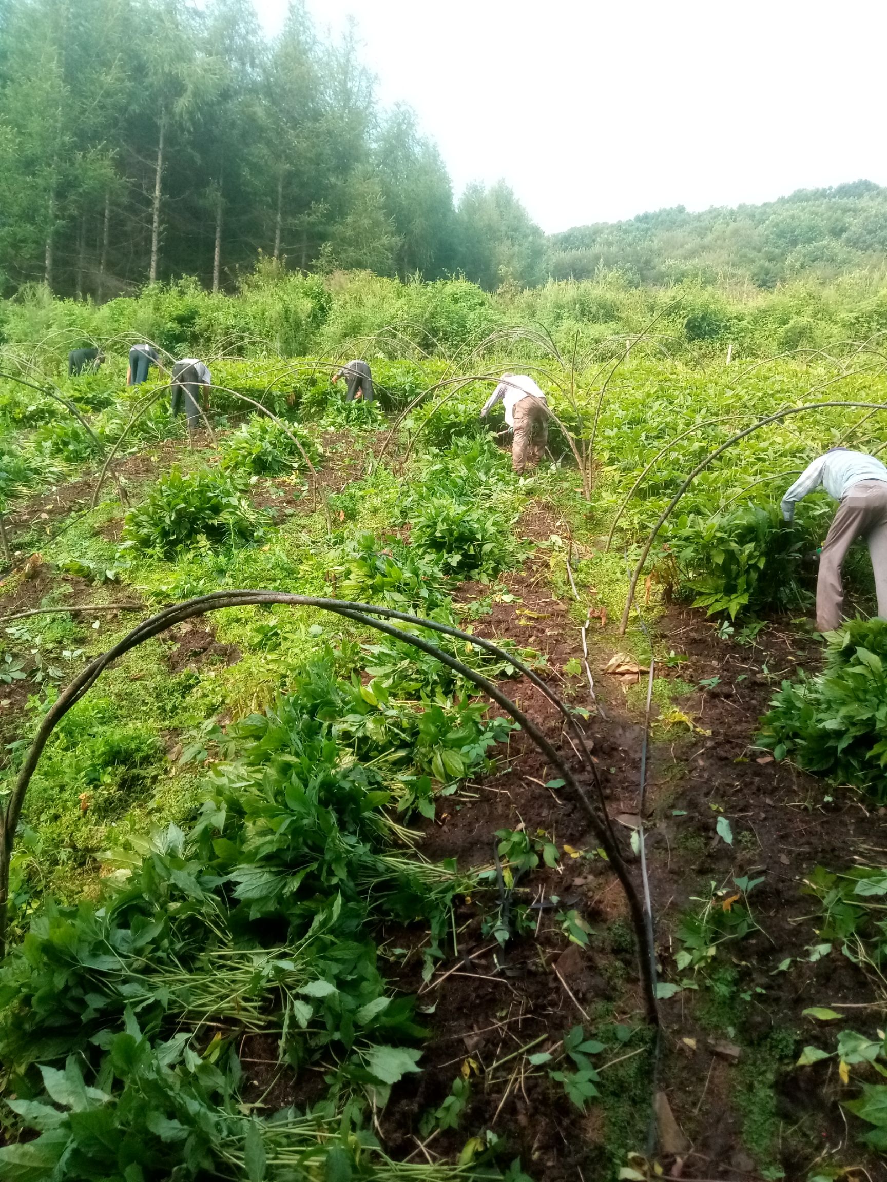  東北人參  鮮參   每斤50只左右