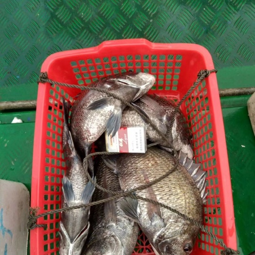湛江黄鳍鲷 黄腊鱼，新鲜无比，纯钓口货，识货得来