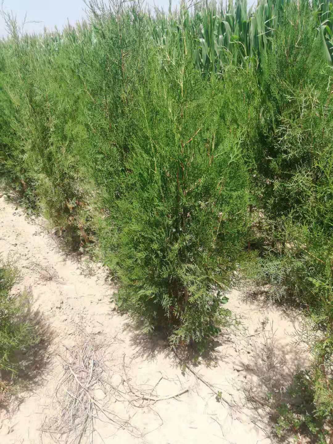 绛县侧柏苗 侧柏
