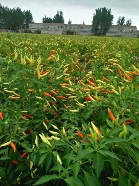 双江县云南红辣椒 5~10cm 特辣 橙黄