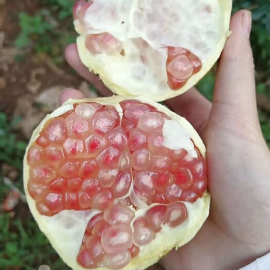 蒙自市蒙自石榴 一件代发包邮