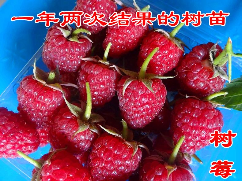 红树莓苗  树莓苗 占地树莓苗 量大联系 浩海浆果