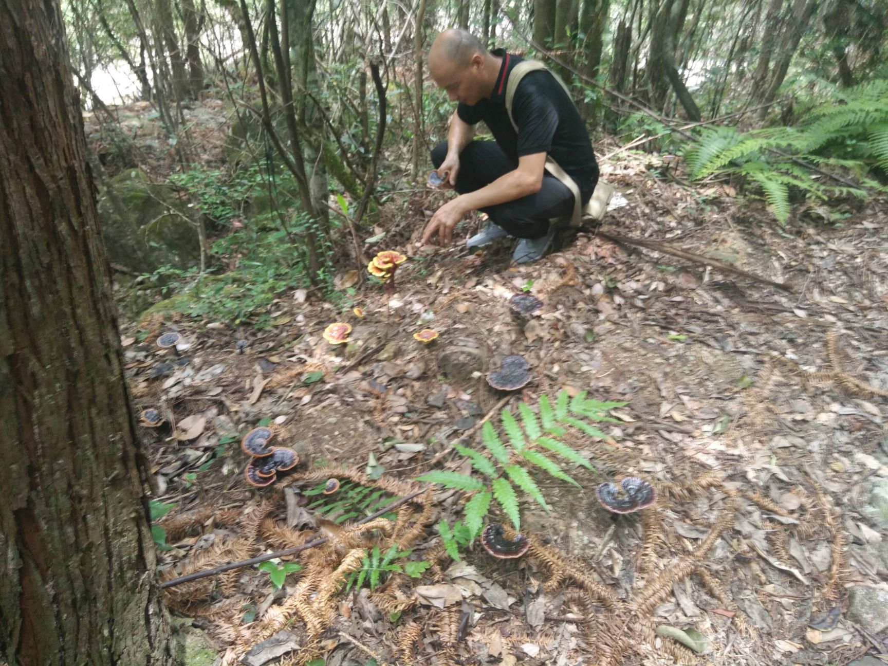 黑灵芝菌种特级种林下生态种植