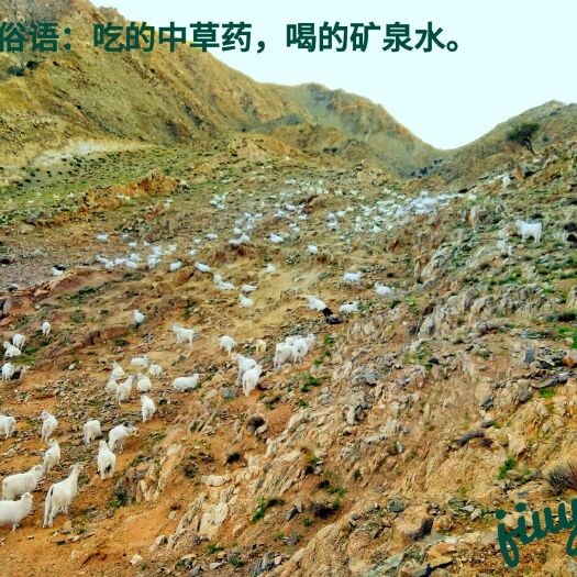 乌后旗山羊 当地俗语:吃的中成药，喝的矿泉水。