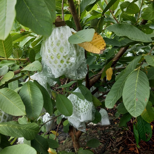 玉林 产地大量供应番石榴