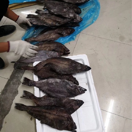 靖江市冰冻雅片鱼 雅片鱼，格林兰鲽鱼，格陵兰比目鱼，鸦 片鱼