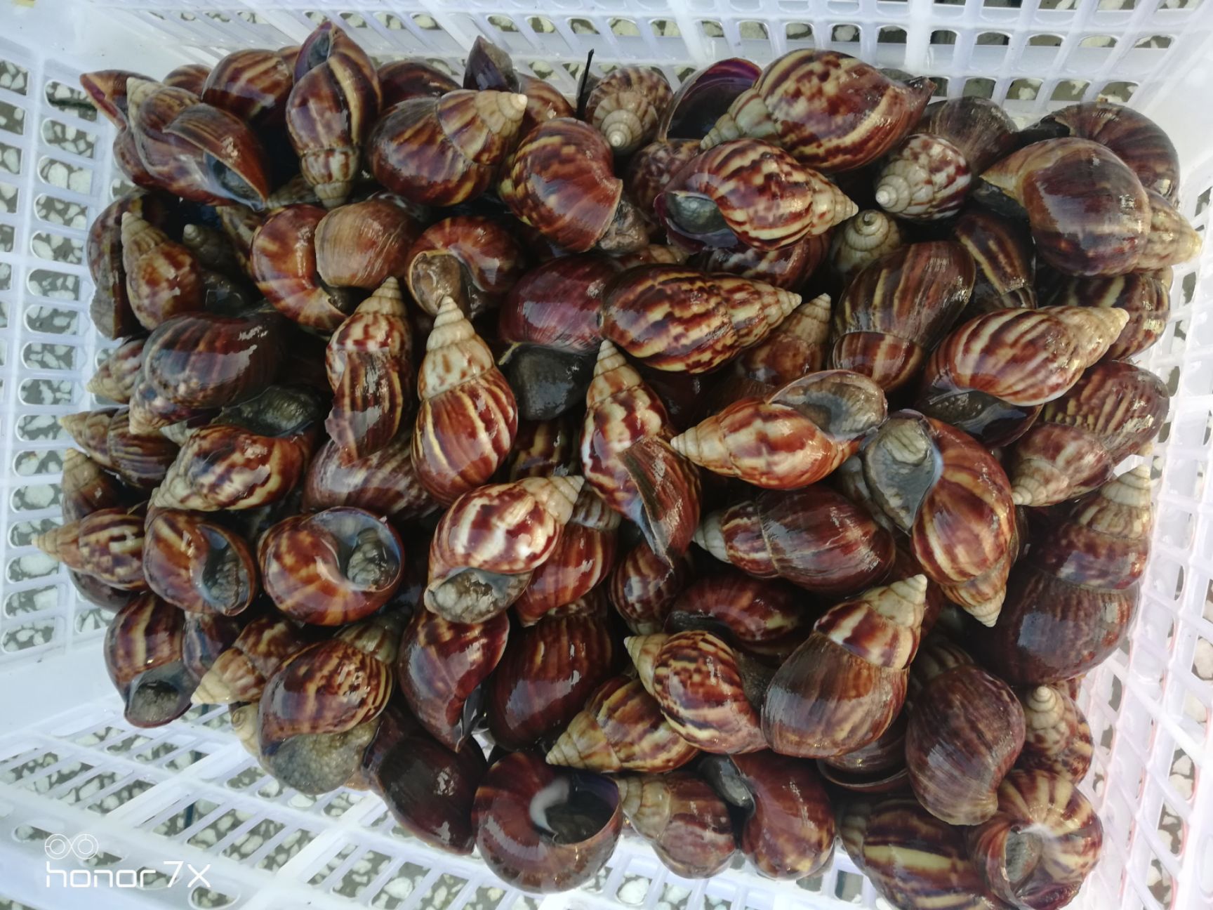 化州市 鲜活黑肉蜗牛，山螺基地长期供货！