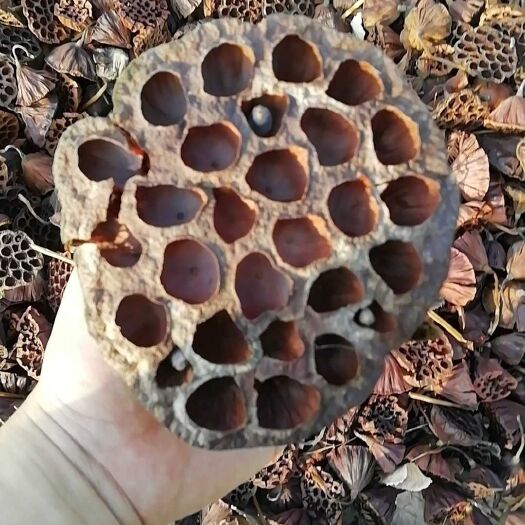 无为市 优质莲房便宜出售