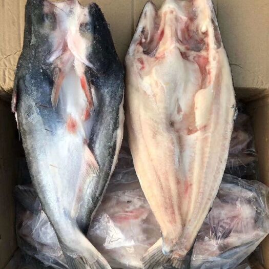 中牟县冷冻巴沙鱼开背鱼