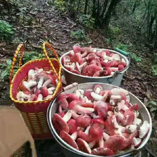 宁化县 福建三明野生蓝丝优质红菇