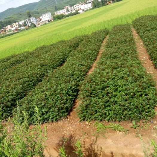 昭通汉源花椒苗 贡椒营养杯亩，低价价格处理。