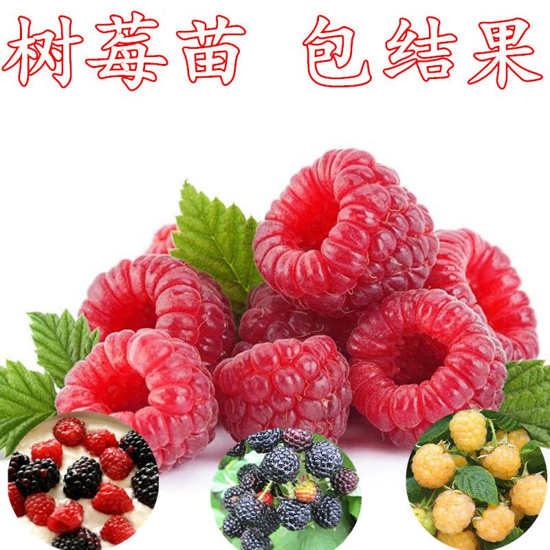 红树莓苗  树莓苗 占地树莓苗 量大联系 浩海浆果