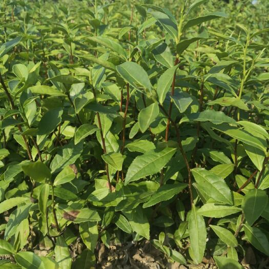 武义县绿茶树苗 实生苗 0.5米以下
