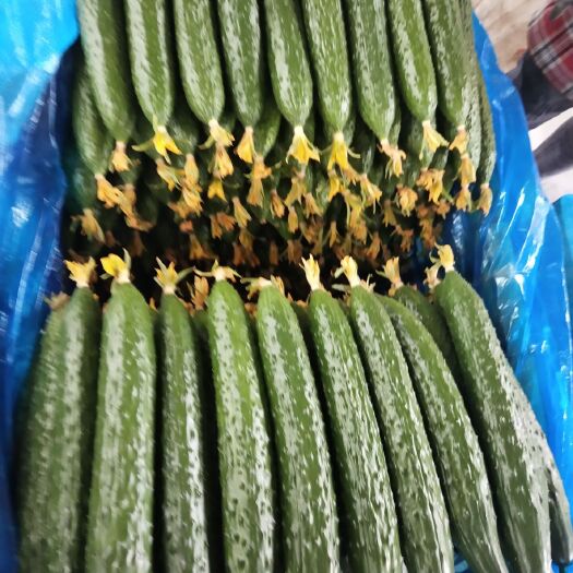 莘县 密刺油量黄瓜