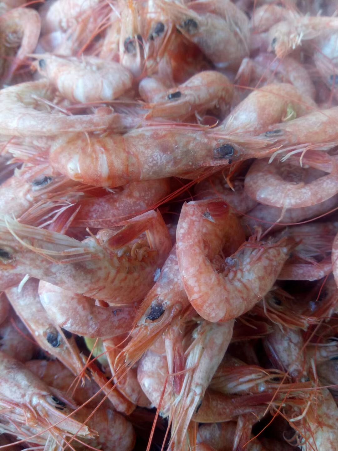 黑壳虾 硬壳虾，鹰虾