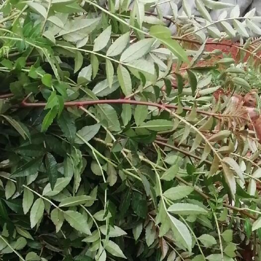 昭通九叶青花椒苗 九叶青椒，贡椒，大红袍，刺老包