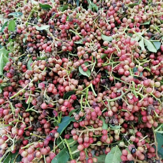 泰安大红袍花椒苗  花椒种子 价格便宜保湿邮寄