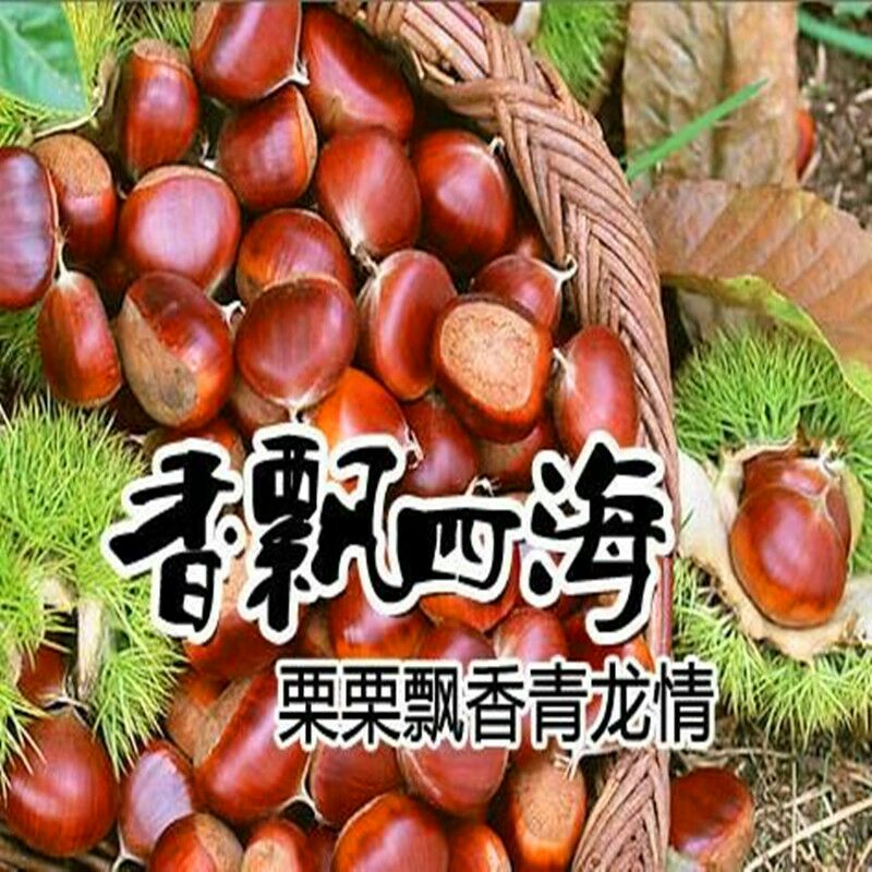 迁西板栗  青龙板栗批发糖炒鲜板栗