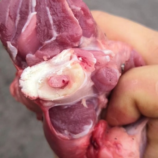 羊肉类  羊小腿，精美羊小腿，肉质好，骨髓多