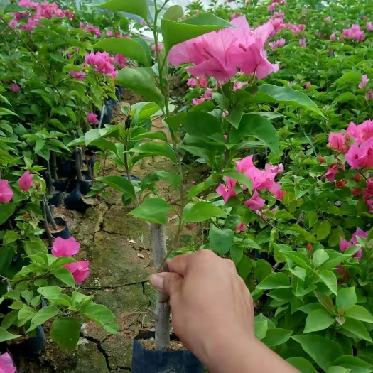 漳州 本人种植:三角梅花色绚丽多彩，爱植物爱绿化的老板看中可联系