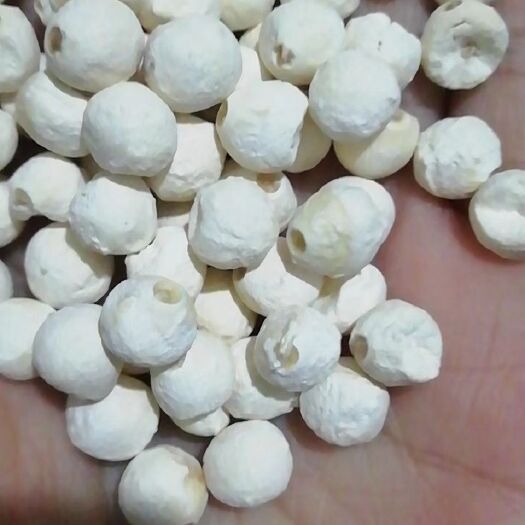 苏州 苏州苏芡芡实正品/批发商需要直接联系本人