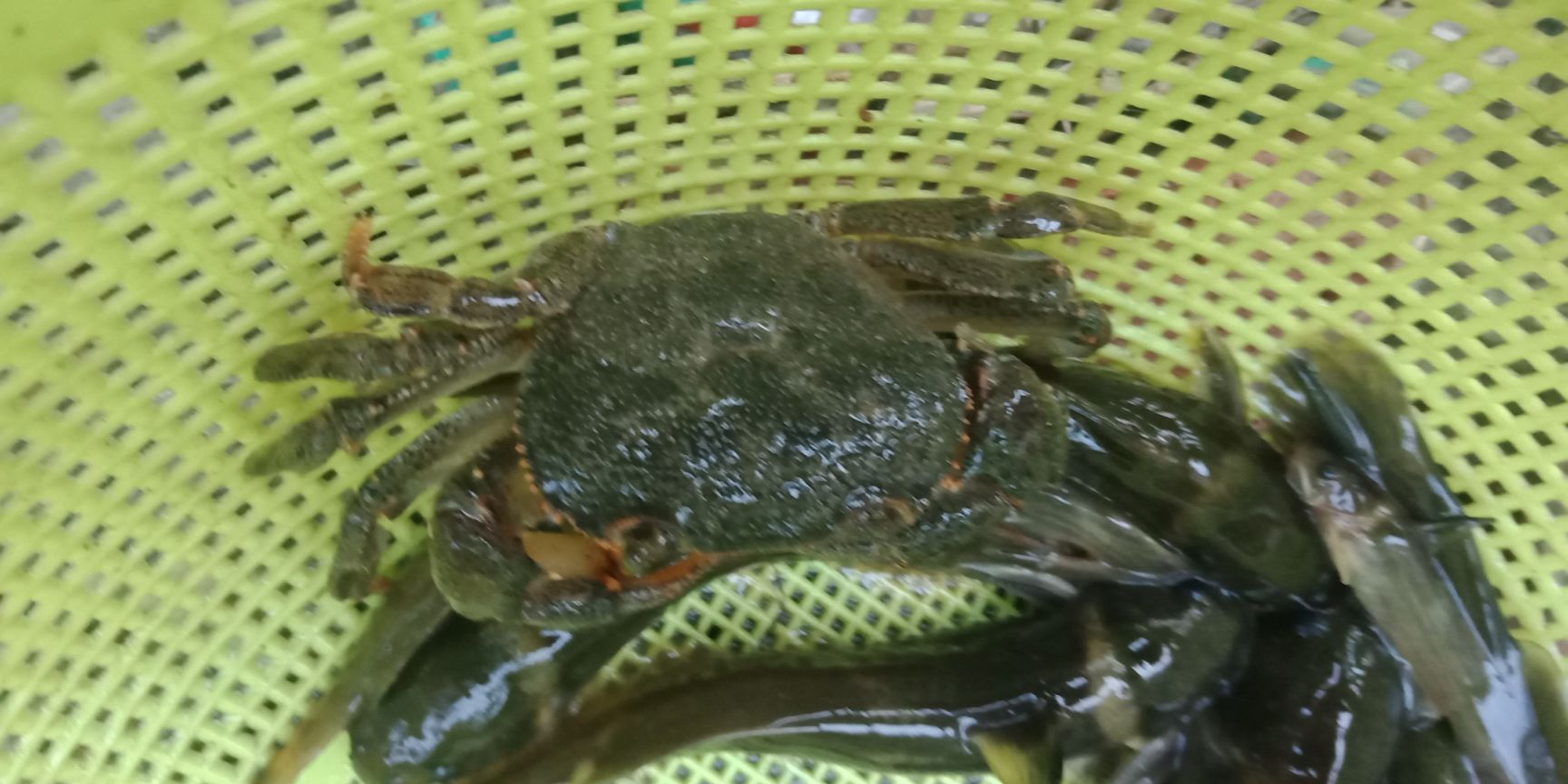 山螃蟹 小溪里面的螃蟹。