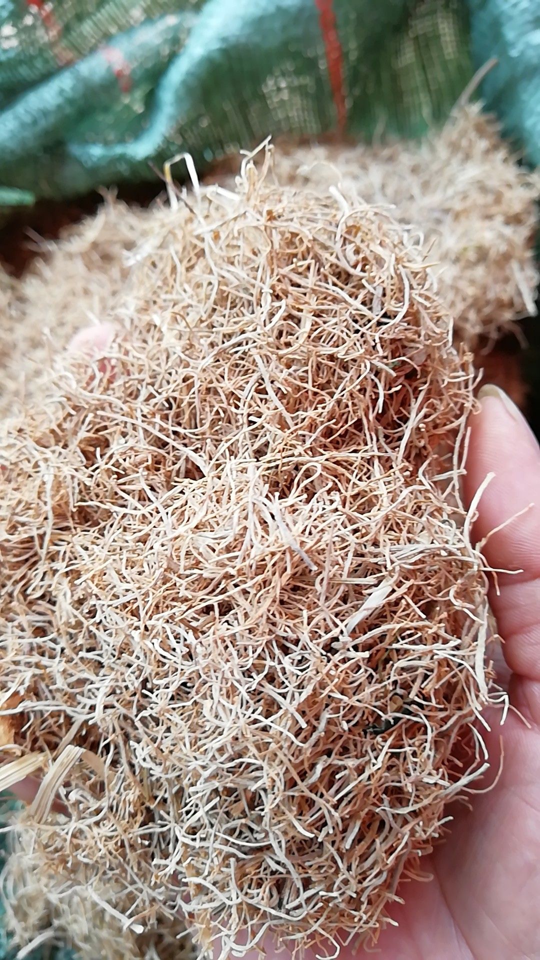  三七根云南文山 三七根须三七须根特级三七须农家500g