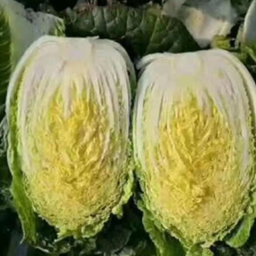公主岭市超级黄心菜 精品黄心大白菜、货源充足、诚信第一、全国代发