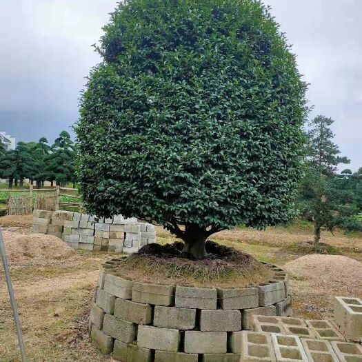 宁波 金桂