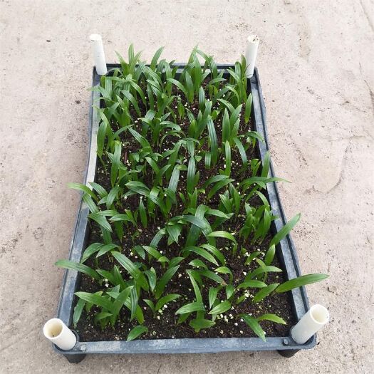 广州苗圃直供优质大叶棕竹苗 批发棕榈科植物