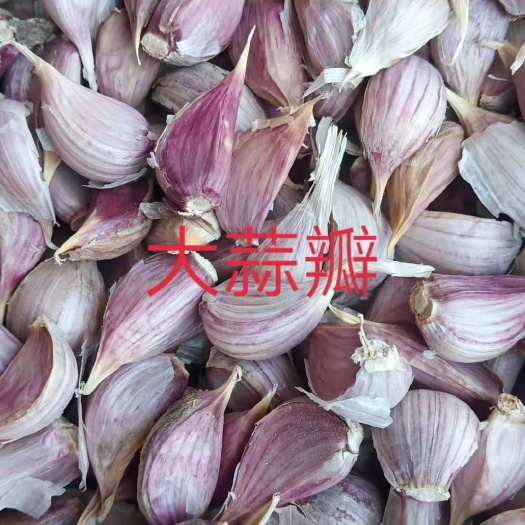 丰县红皮蒜  二水早