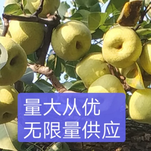 宁陵县 宁陵金顶谢花酥梨，香甜可口，皮薄核小，梨品之王。