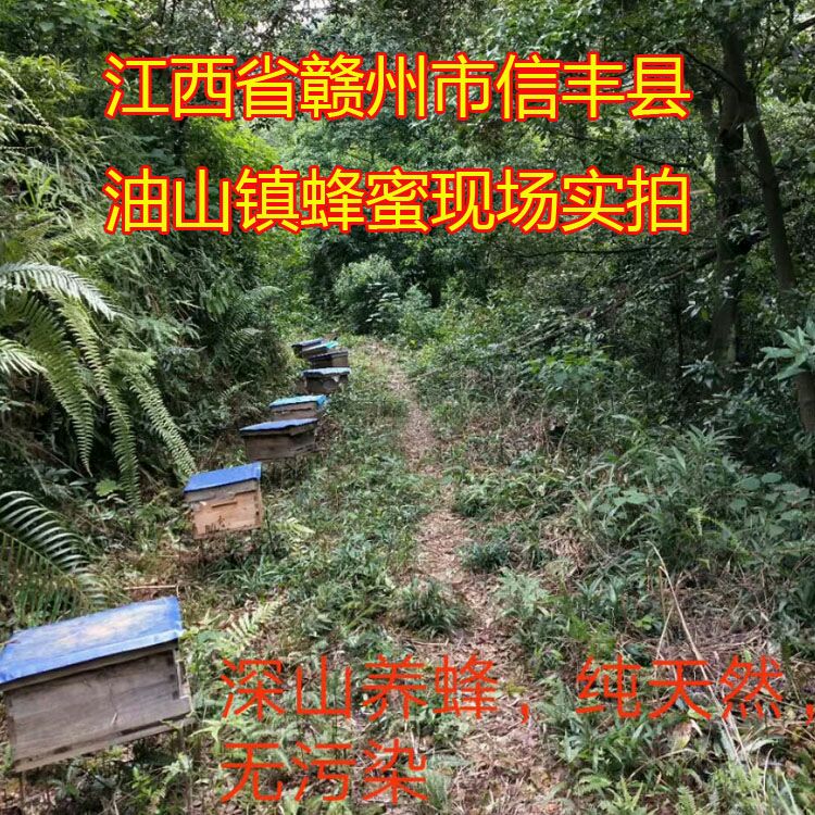  蜜蜂糖正品纯正天然野生500g瓶装百花蜜
